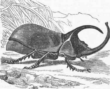 Scarabaeus enema.