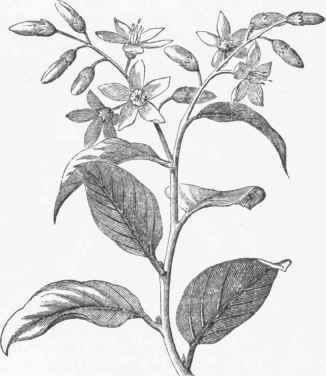 Styrax officinalis.