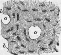 Transverse section of bone in the neighborhood of two Haversian canals, a a; b, lacunae.