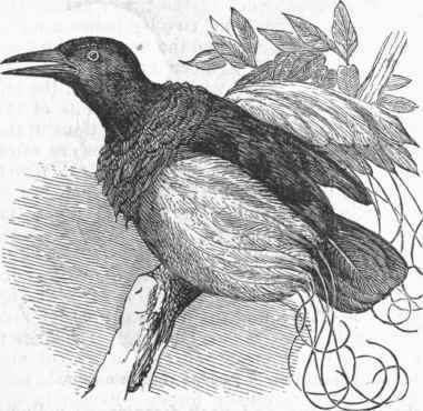 Twelve wired Paradise Bird (Seleucides alba).