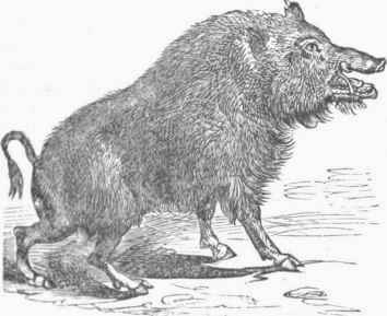 Wild Boar (Sus aper).