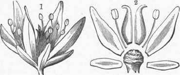 1. A complete Flower of Sedum.