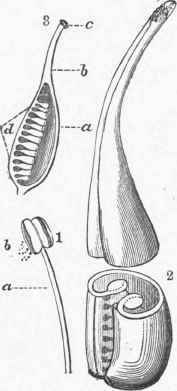 1. Stamen: a, filament; b, anther discharging pollen.