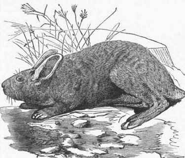 American Gray Rabbit (Lepus sylvaticus).