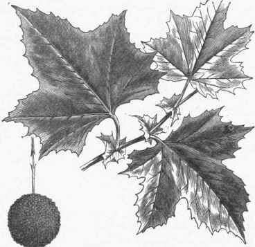 American Plane Tree (Platanus occidentalis).