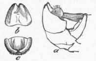 Anal Characters of Male of Rocky Mountain Locust: a, side view of tip; 6, c, hind and top views.