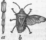 Arma spinosa. a. Enlarged beak. h. Bug, natural size, with wing extended on one side.