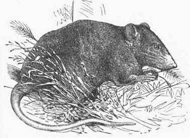 Black Eat (Mus rattus).