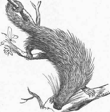 Brazilian Tree Porcupine (Cercolabes prehensilis).