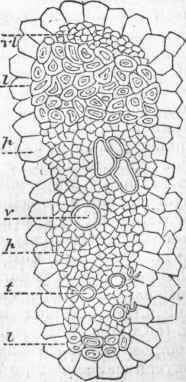 Bundle of Fibres from the above, containing the same parts as a dicotyledonous stem. (See fig. 10).