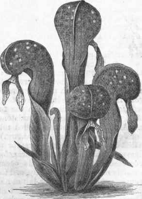 California Pitcher Plant (Darlingtonia).
