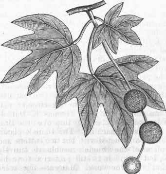 California Plane Tree (Platanus racemosus).