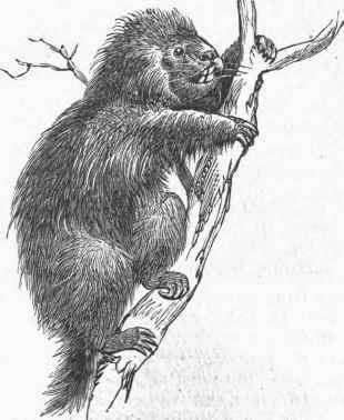 Canada Porcupine (Erethizon dorsatus).