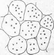 Cellular Tissue and Intercellular Spaces (magnified).