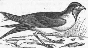 Collared Pratincole (Glareola pratincola).