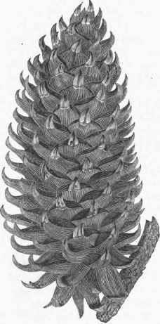 Cone of Great hooked or Coulter's Pine (Pinus Coulteri), about one quarter natural size.