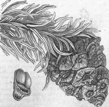 Cone of New Mexican Nut Pine (Pinus edulis).