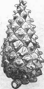 Cone of Scotch Fine (Pinus sylvestris).