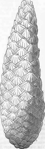 Cone of Sugar Pine (Pinus Lambertiana).