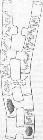 Conjugation in Zyg nema (magnified).