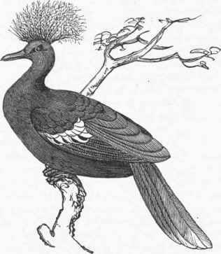 Crowned Pigeon (Goura coronata).