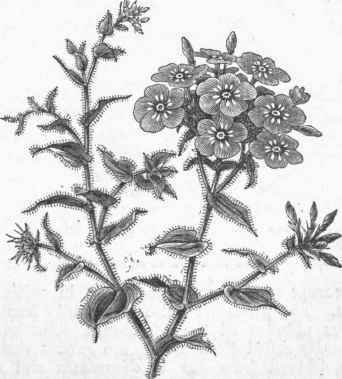 Dmmmond's Phlox (Phlox Drummondii).