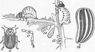 Doryphora juncta. a, a. Egg's. b, b. Larvae.