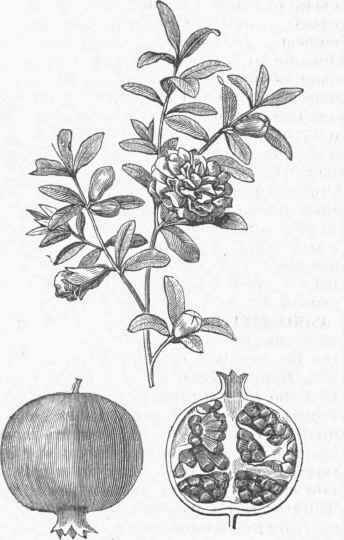 Double flowered Pomegranate, and Fruit of Single flowered.