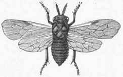 Fir Saw Fly (Lophyrus abietis).