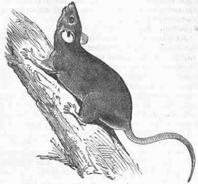 Florida Eat (Neotoma Floridana).