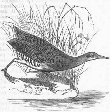 Fresh water Marsh Hen (Rallus elegans).