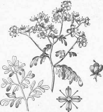 Garden Rue (Ruta graveolens).