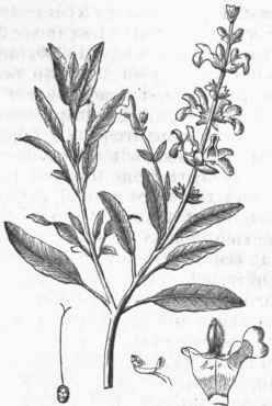 Garden Sage (Salvia officinalis).