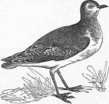 Golden Plover (Charadrius Virginicus).
