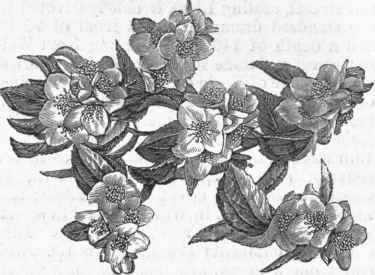 Gordon's Mock Orange (Philadelphus Gordonianus).