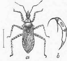 Harpactor cinctus.