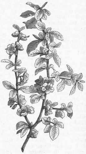 Japan Quince (Pyrus Japonica).