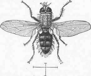Lydella doryphora. (Hair line showing natural size).