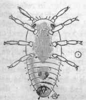 Male Phylloxera, ventral view. Natural size indicated by dot in circle.