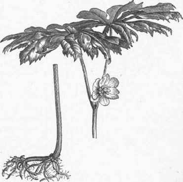 Mandrake or May Apple (Podophyllum peltatum).