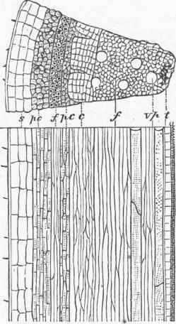 Maple Stem one year old.