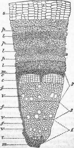 Maple Stem three years old.