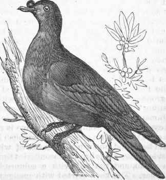 Nutmeg Pigeon (Carpophaga oenea).