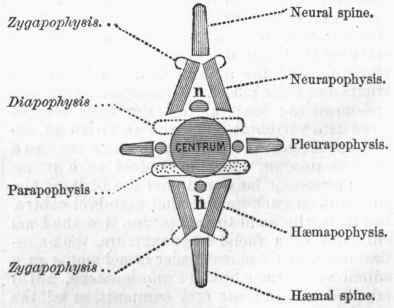 Philosophical Anatomy 1300216
