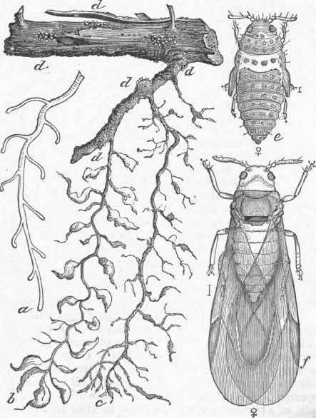 Phylloxera, Type Radicicola.