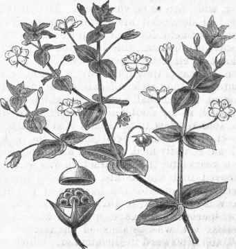 Pimpernel (Anagallis arsensis).