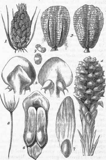 Pine   Flowers and Seed.