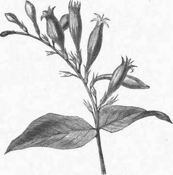 Pinkroot (Spigelia Marilandica).