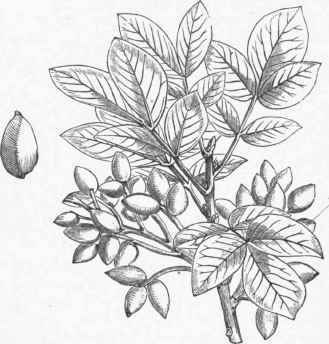 Pistachio (Pistacia lentiseus).