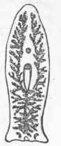 Planarian, showing the branched intestine.